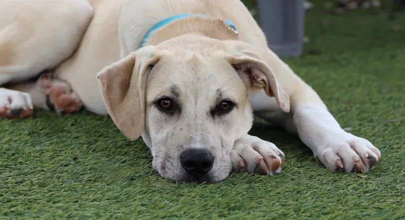 A young large-sized male Hound dog named Griffin for adoption in Keller, TX