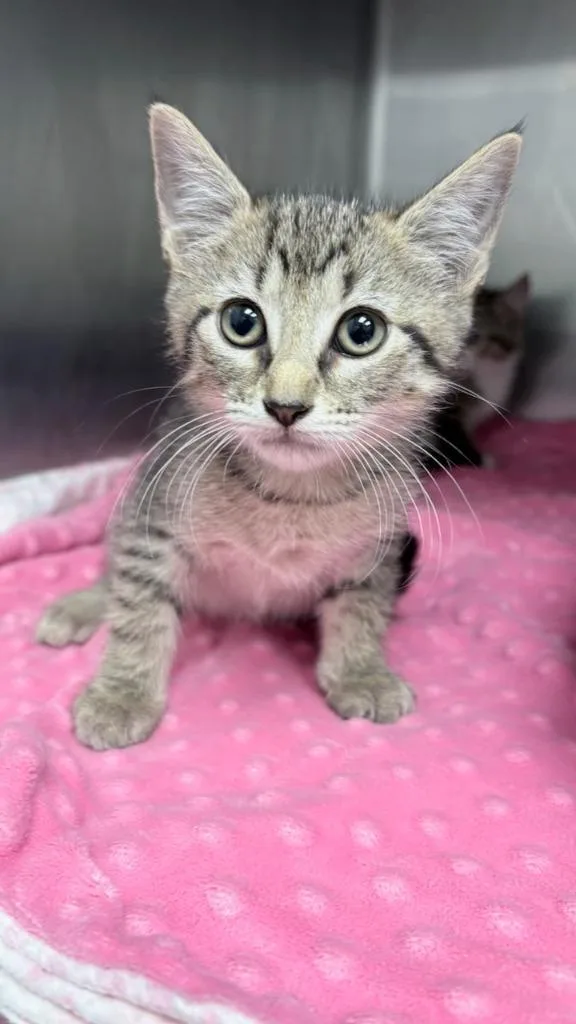 A baby small-sized female Domestic Short Hair cat named Amy for adoption in Richland Hills, TX