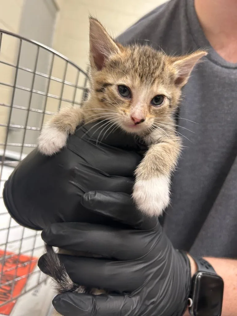 A young small-sized female Domestic Short Hair cat named Copy of for adoption in Winder, GA