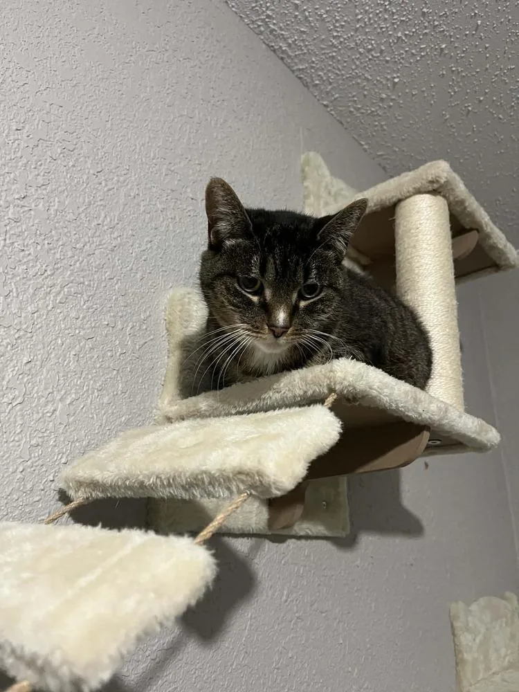 A senior medium-sized female Domestic Short Hair cat named Tinkerbell Xiii for adoption in Muskegon, MI