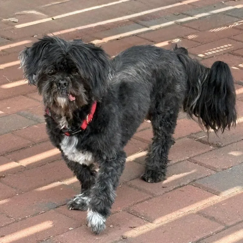 A senior small-sized male Shih Tzu dog named Cato for adoption in Cumming, GA