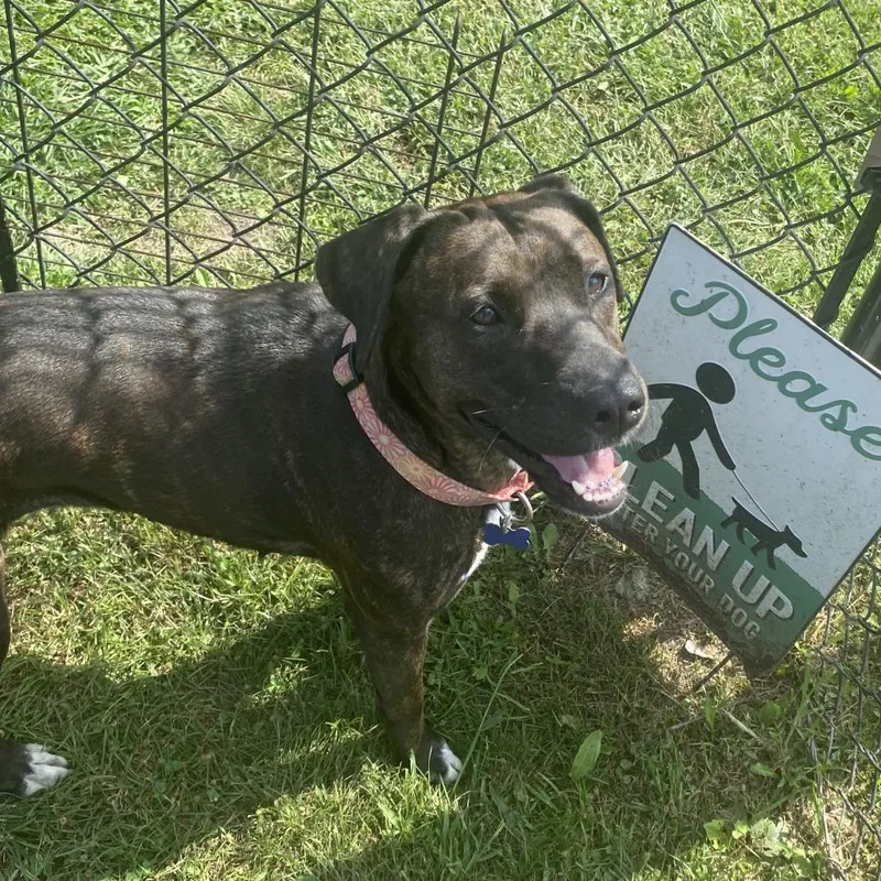 An adult medium-sized female Black Mixed Breed dog named Valkyrie for adoption in Fletcher, NC