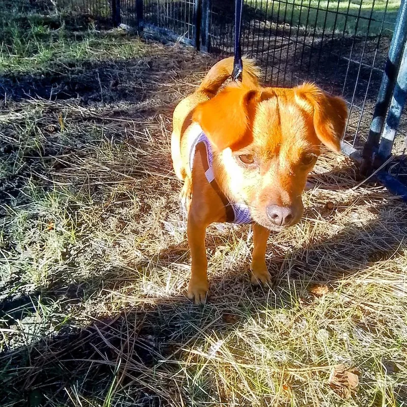 A young small-sized male Red / Chestnut / Orange Dachshund dog named William for adoption in Oroville, WA