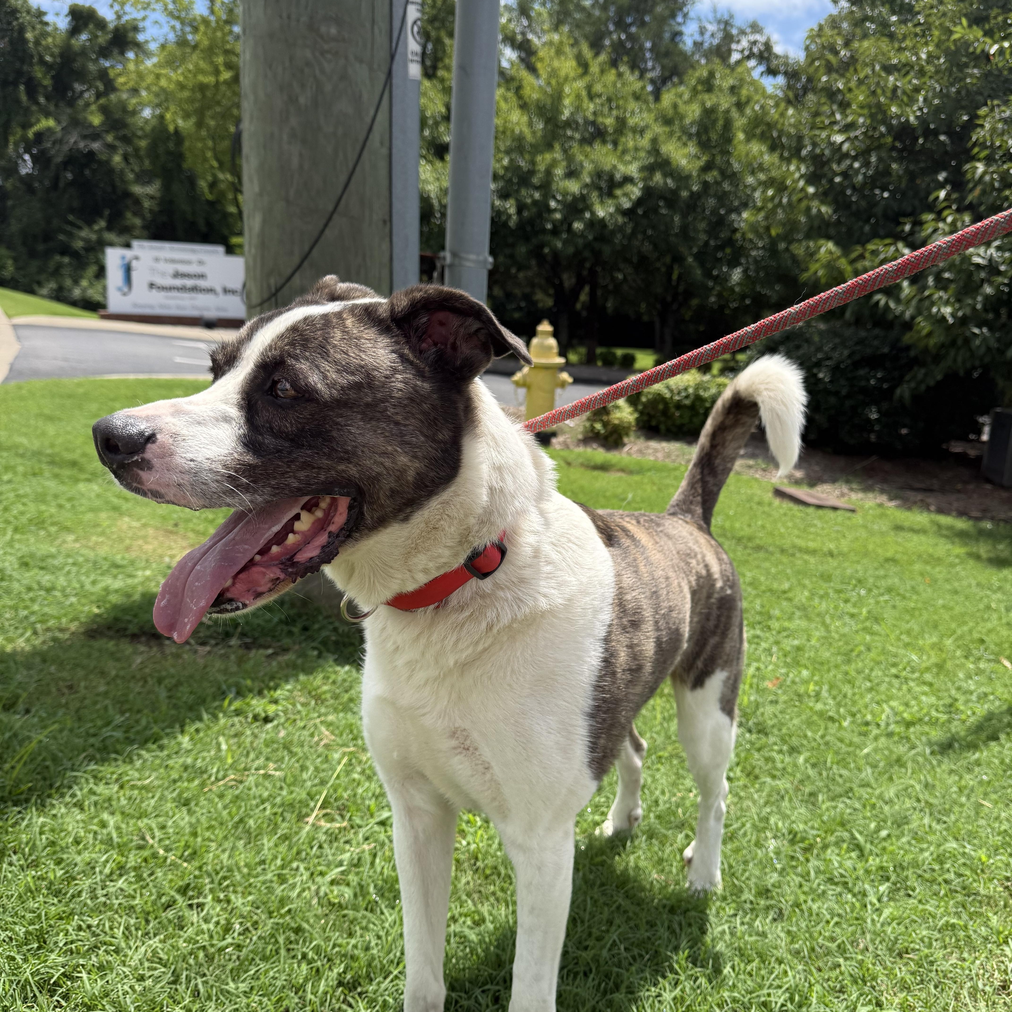 An adult large-sized male Brindle Mixed Breed dog named Nate for adoption in Hendersonville, TN