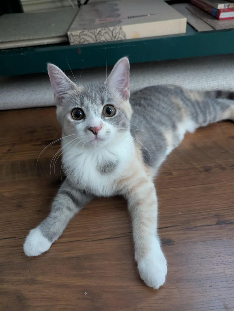 A young medium-sized female Dilute Calico Domestic Short Hair cat named Lockett for adoption in Louisville, KY