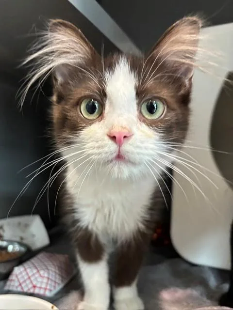 A baby small-sized male Domestic Medium Hair cat named Sissy for adoption in Leesburg, VA