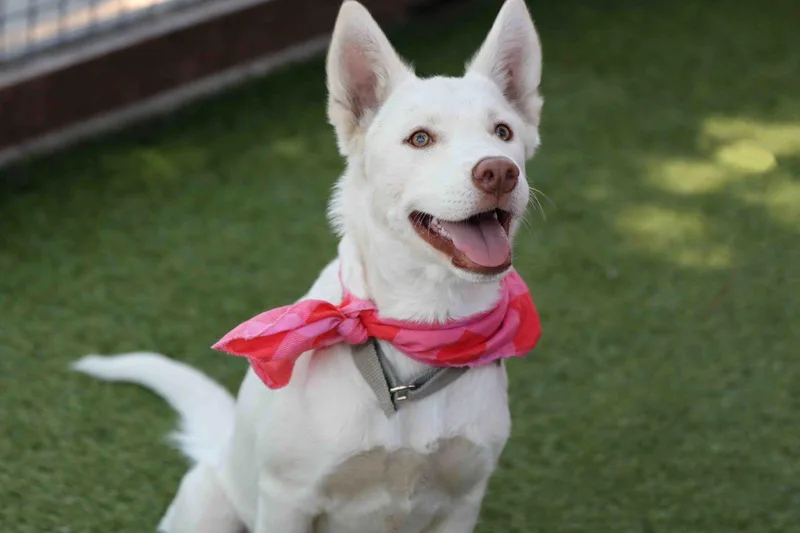 A young medium-sized female Siberian Husky dog named Blanca for adoption in Walnut Creek, CA
