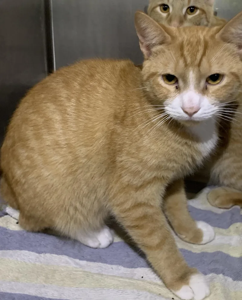 An adult medium-sized male Orange & White Domestic Short Hair cat named Ronald for adoption in Massena, NY