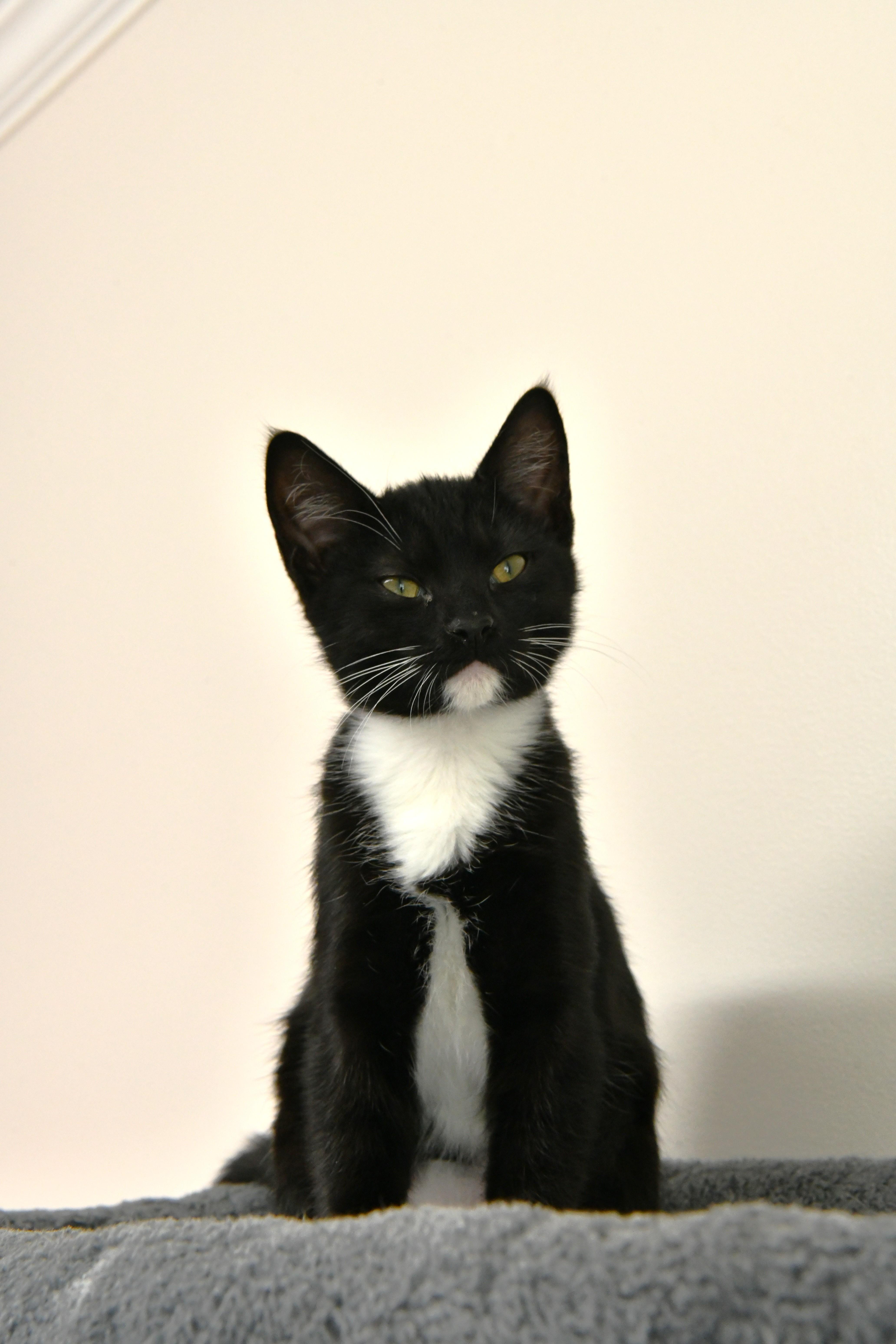 A young medium-sized female Black & White / Tuxedo Domestic Short Hair cat named Crush for adoption in Fairhope, AL