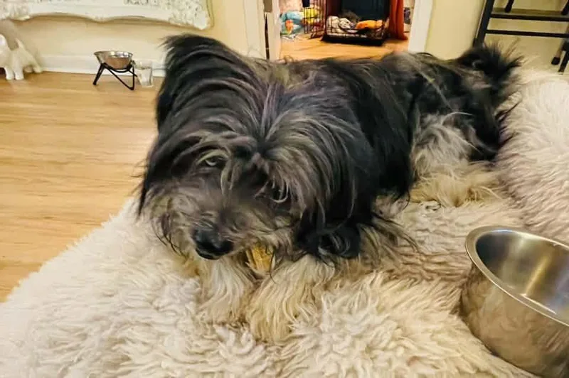 A young small-sized male Lhasa Apso dog named Tashi for adoption in Grosse Pointe Park, MI
