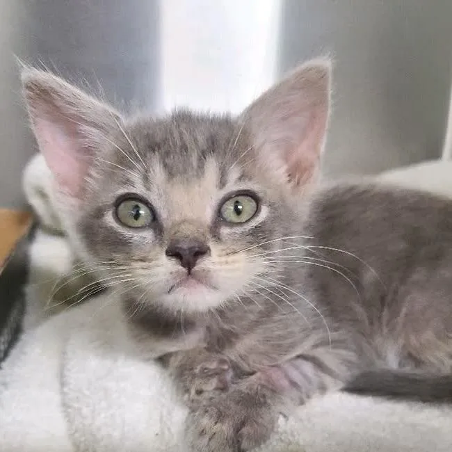 A baby small-sized female Gray / Blue / Silver Domestic Short Hair cat named Vivian for adoption in North Canton, OH