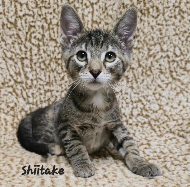 A baby medium-sized female Domestic Short Hair cat named Shitake for adoption in Cedar Rapids, IA