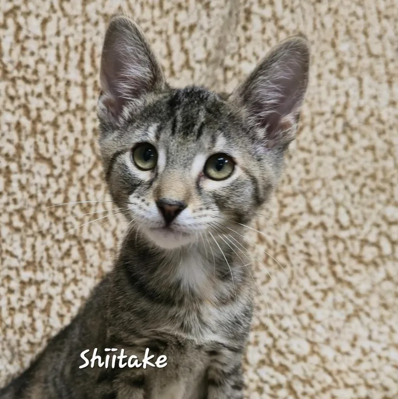 Shitake thumbnail 2
