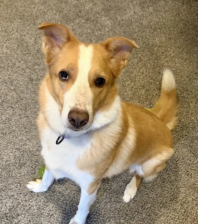 An adult medium-sized male Australian Shepherd dog named Dexter for adoption in Omaha, NE