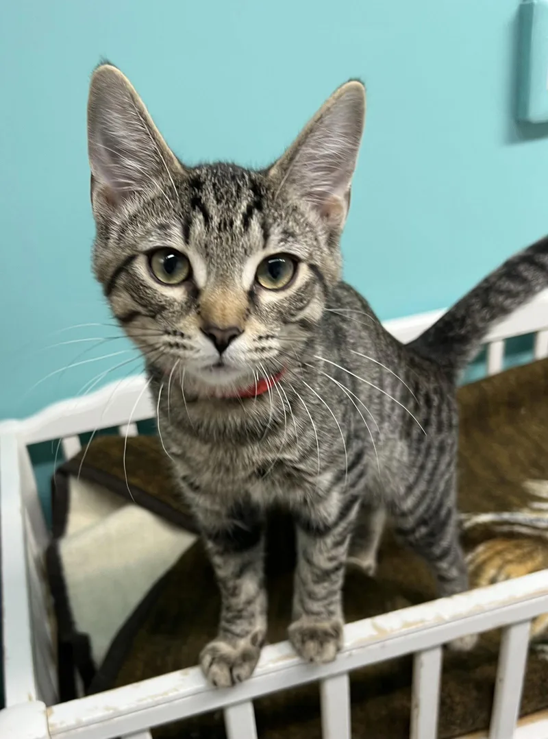 A young medium-sized male Domestic Short Hair cat named Earl Grey for adoption in Blasdell, NY