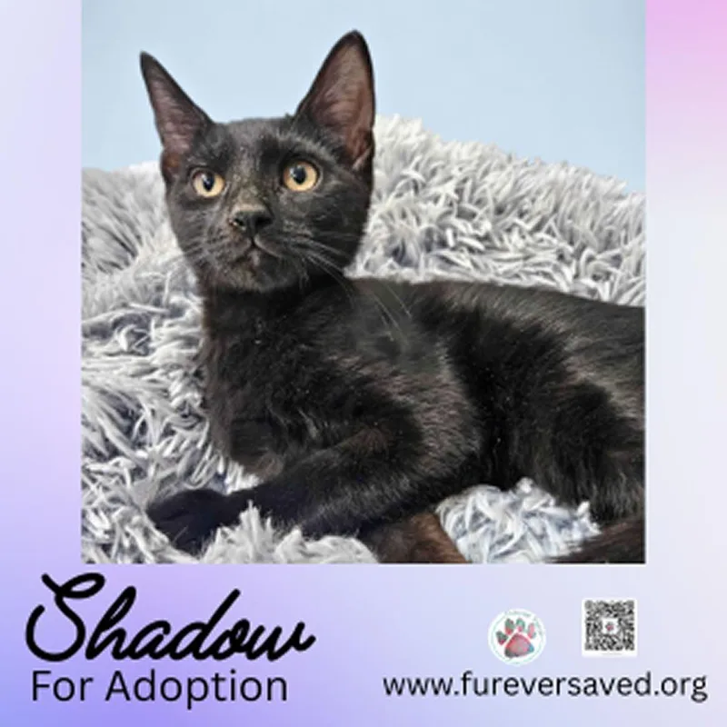 A baby small-sized male Domestic Short Hair cat named Shadow for adoption in Miami, FL