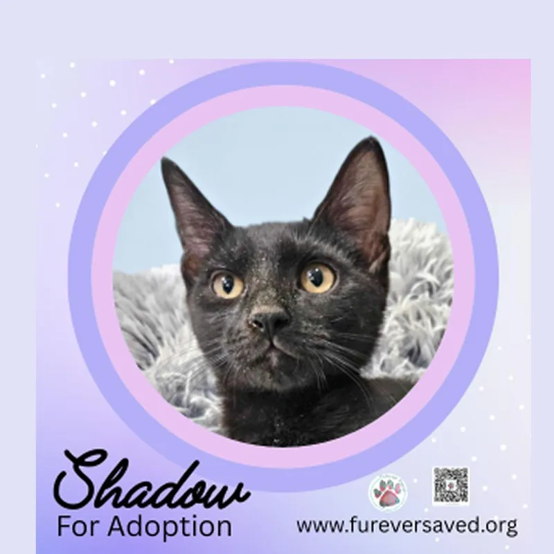 Shadow thumbnail 2