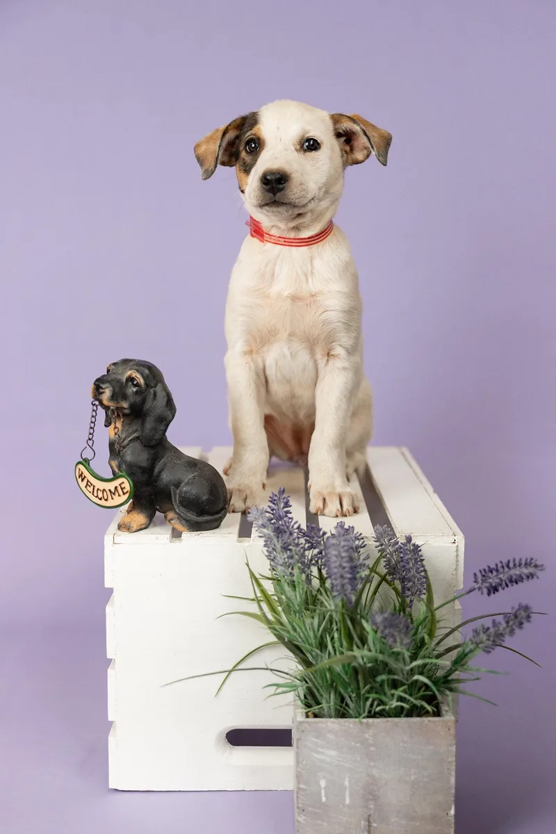 A baby medium-sized female Shepherd dog named 390-26 for adoption in Brighton, CO