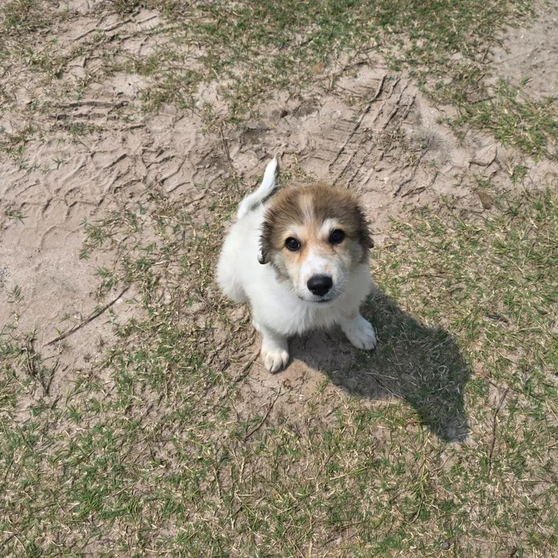 A baby small-sized male White / Cream Anatolian Shepherd dog named Rowdy for adoption in Bastrop, TX