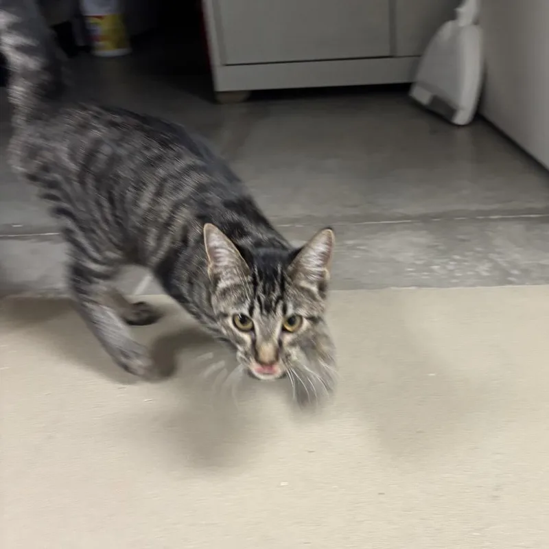 A baby small-sized female Domestic Short Hair cat named Cersei for adoption in Rexburg, ID