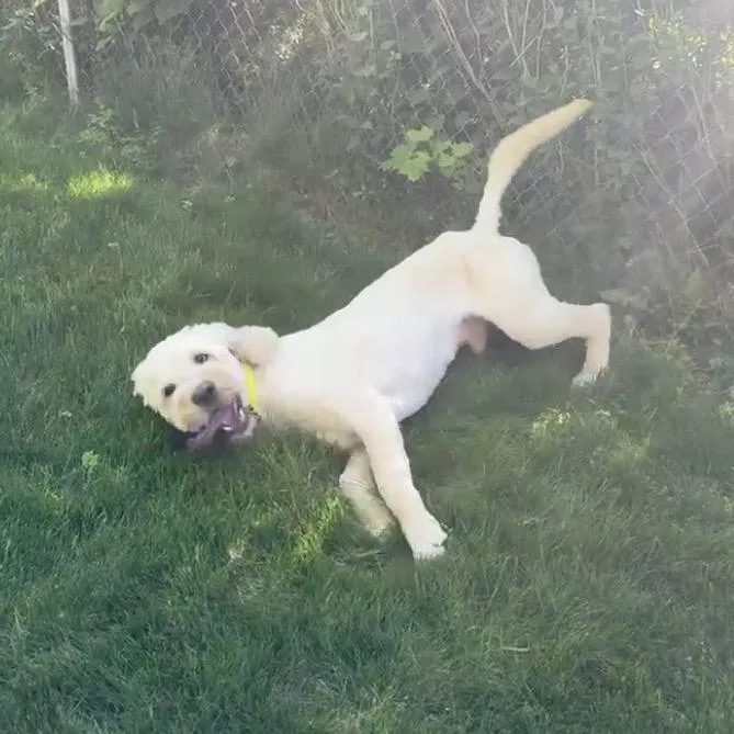 An adult large-sized male White / Cream Golden Retriever dog named Murray for adoption in Northville, MI