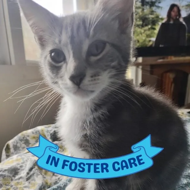 A baby small-sized male Domestic Short Hair cat named Hayden for adoption in Tallahassee, FL