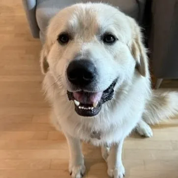 A young large-sized male Great Pyrenees dog named Beau for adoption in Palatine, IL