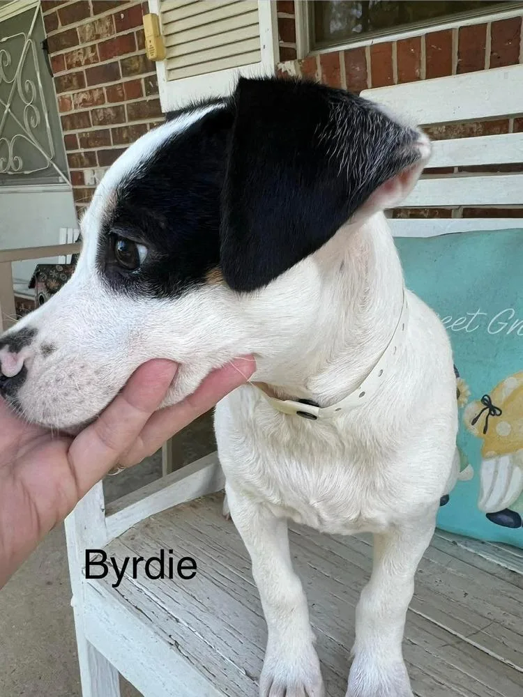 Byrdie thumbnail 2
