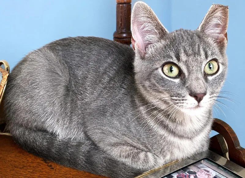 A baby small-sized male Tabby (Gray / Blue / Silver) Domestic Short Hair cat named Samson for adoption in Charlotte, NC