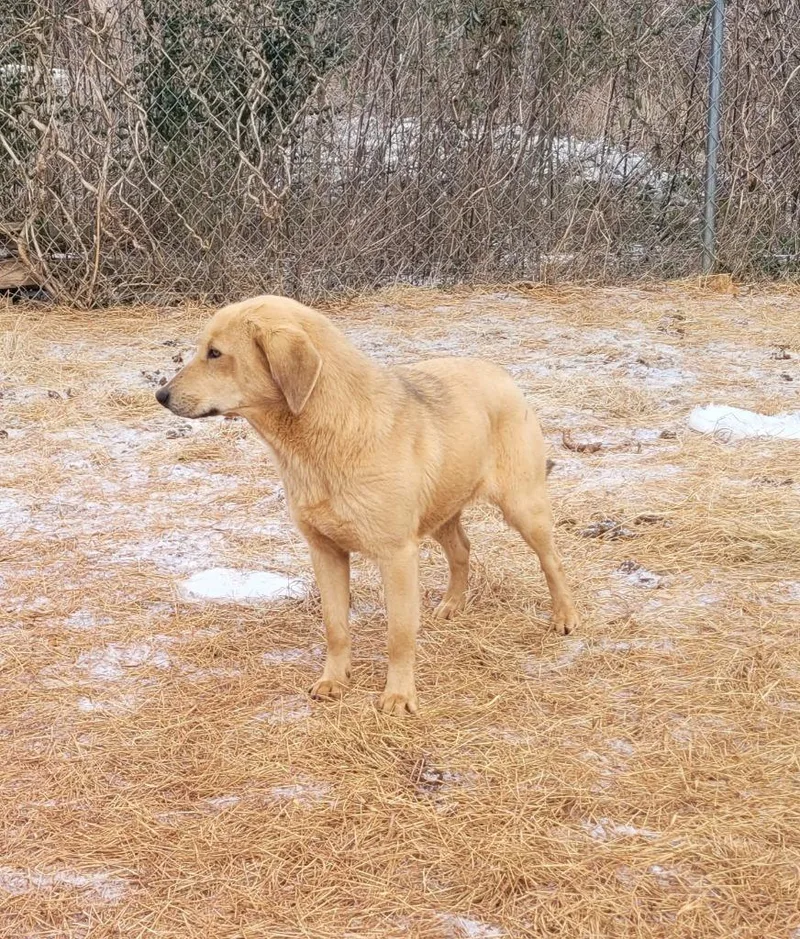A young medium-sized female Shepherd dog named Emma for adoption in Lawrenceburg, TN