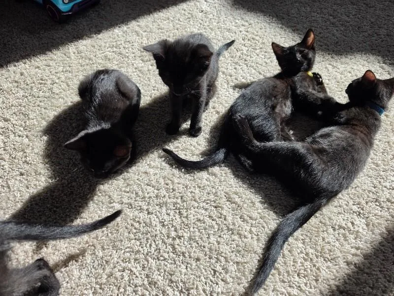 A baby small-sized female Black Bombay cat named Maisie  Vintage litter for adoption in Anthem, AZ