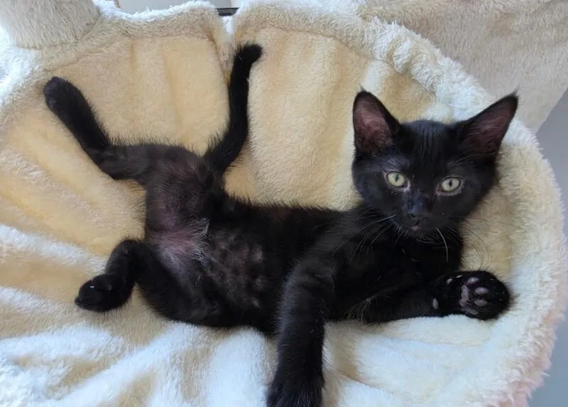 Maisie  Vintage litter thumbnail 2