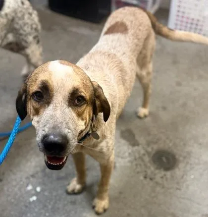 An adult large-sized male Pointer dog named Duke for adoption in Honolulu, HI