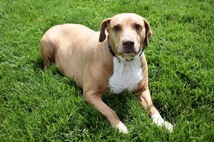 An adult large-sized female Pointer dog named Summer for adoption in Kansas City, MO
