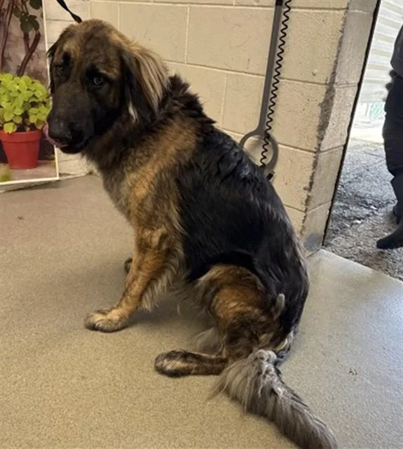 A young large-sized male German Shepherd Dog dog named Brody for adoption in San Bernardino, CA