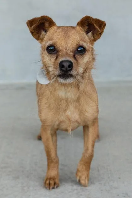 An adult small-sized male Mixed Breed dog named Lewis for adoption in Longmont, CO