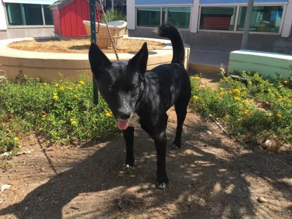 An adult large-sized female German Shepherd Dog dog named Arcana for adoption in Chatsworth, CA