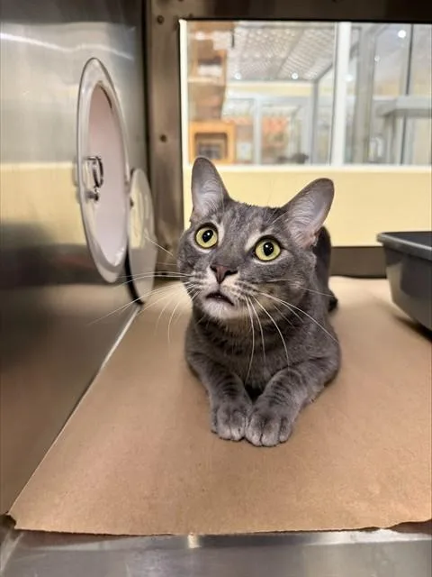 A young large-sized male Domestic Short Hair cat named Jack for adoption in Fort Myers, FL