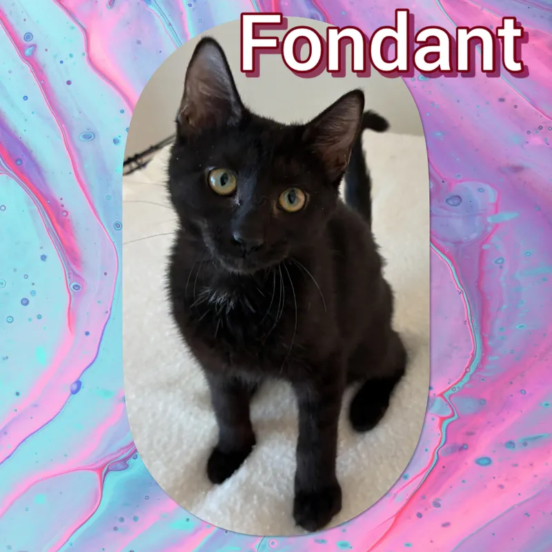 A baby small-sized female Domestic Short Hair cat named Fondant for adoption in Tucson, AZ