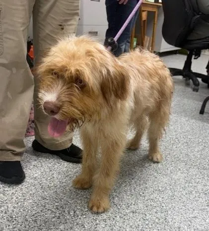 A baby medium-sized male Wheaten Terrier dog named Ozzy for adoption in Aurora, IL