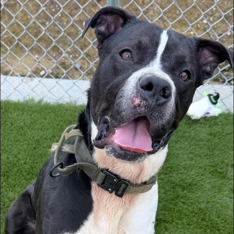 An adult large-sized male Black Mixed Breed dog named Hardy for adoption in Warren, OH