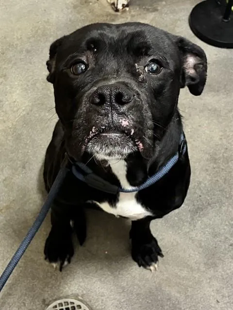 An adult large-sized male Boxer dog named Montana for adoption in Upper Marlboro, MD