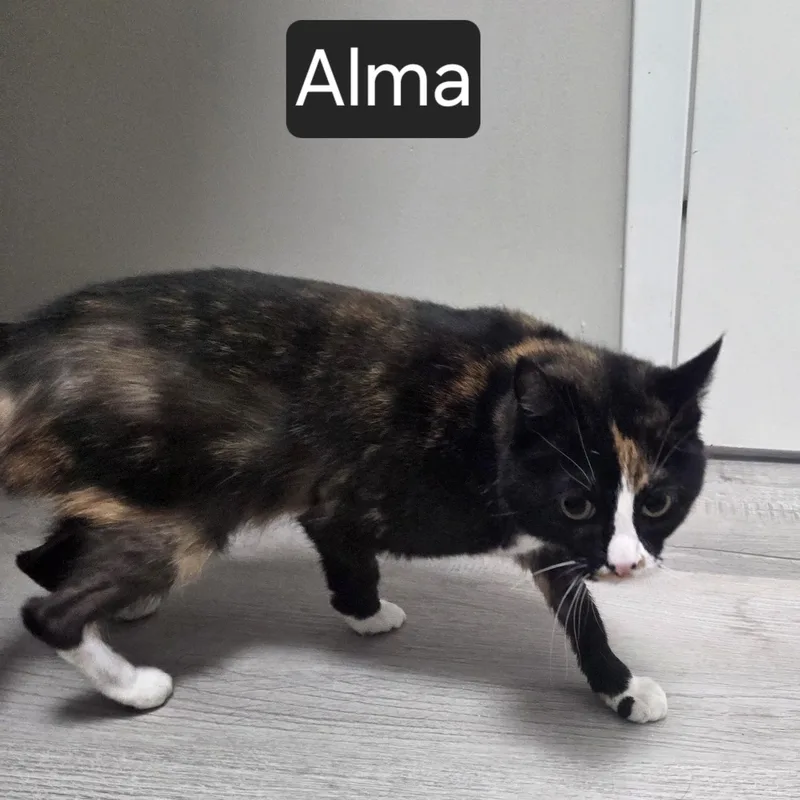 An adult medium-sized female Calico Domestic Short Hair cat named Alma for adoption in SNOW HILL, NC