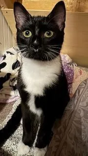 A baby small-sized male Black & White / Tuxedo Domestic Short Hair cat named Nicky for adoption in Breinigsville, PA