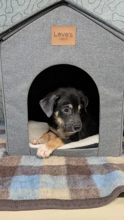 A baby medium-sized male Shepherd dog named Harrison for adoption in Houston, TX