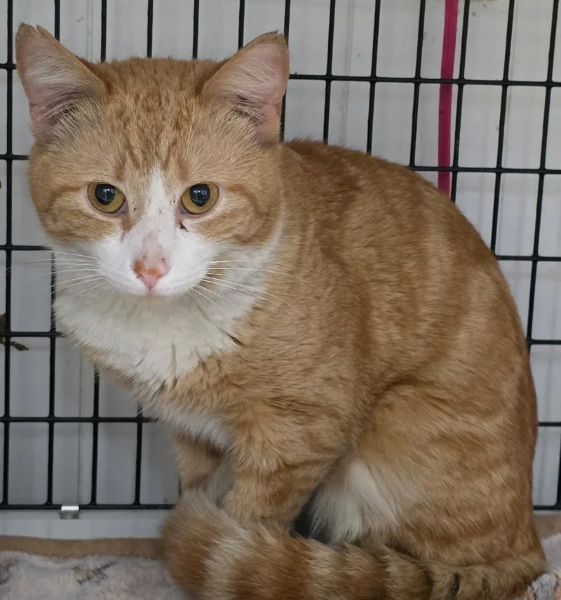 A young large-sized male Domestic Short Hair cat named Sunkist for adoption in Ewing, NJ
