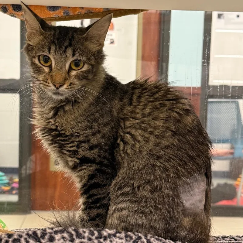 A young medium-sized female Brown / Chocolate Domestic Short Hair cat named Cardamom for adoption in West Palm Beach, FL