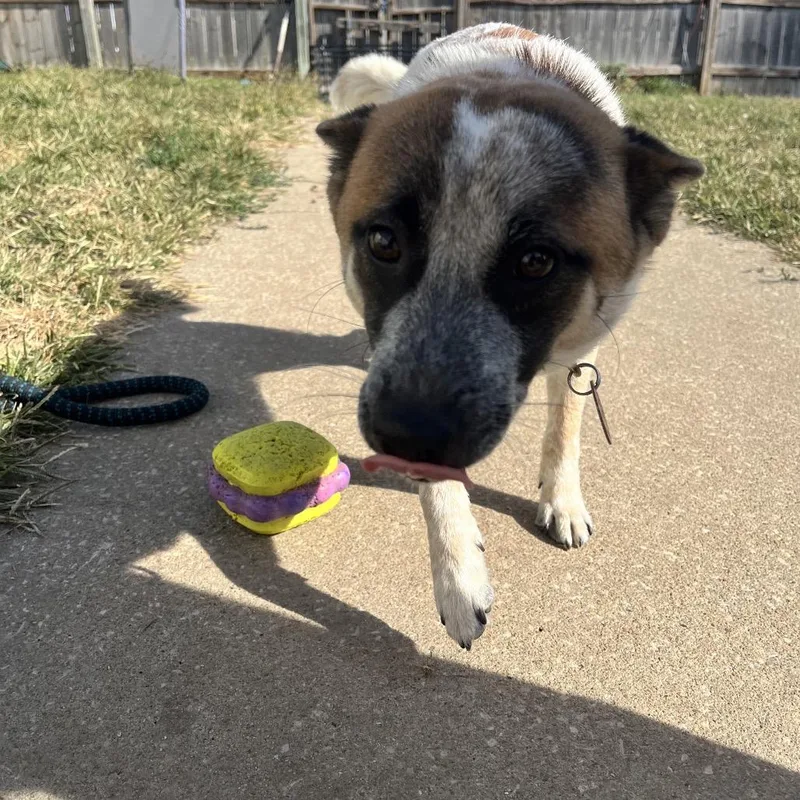 A young small-sized male Black Shiba Inu dog named Mack for adoption in Shawnee, KS