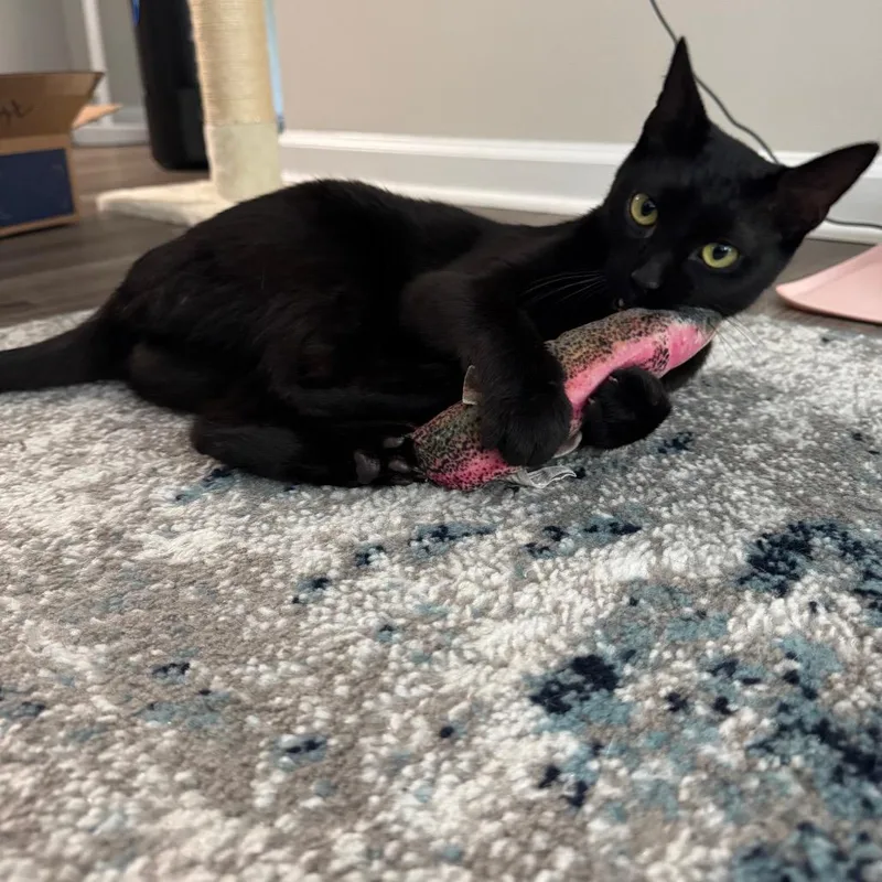 A young small-sized female Black Domestic Short Hair cat named Noir for adoption in Falls Church, VA