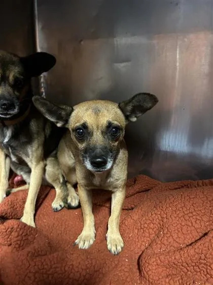 An adult small-sized female Brown / Chocolate Chihuahua dog named 61377421 for adoption in El Paso, TX